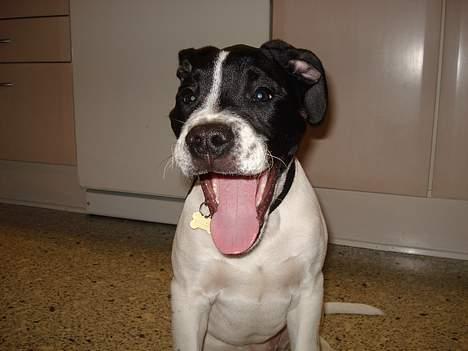 Blanding af racer Molly - min tunge er bare flottere end din billede 18