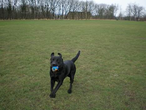 Blanding af racer Bobby   Rott/lab.  billede 8