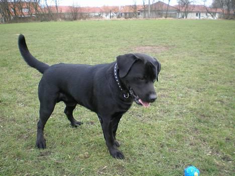 Blanding af racer Bobby   Rott/lab.  billede 9