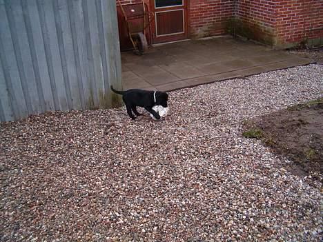 Blanding af racer Bobby   Rott/lab.  billede 10