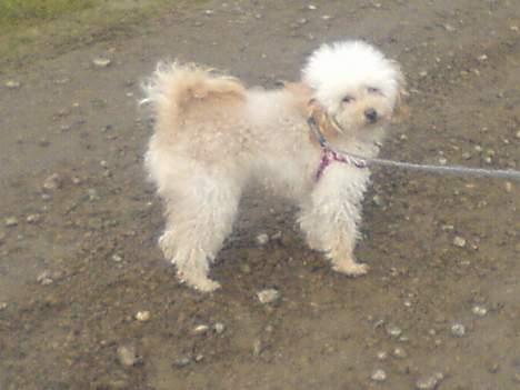 Mellempuddel Sille(solgt) - her er vi ude og gå.. nu trænger hun også til at bli klippet;) billede 6