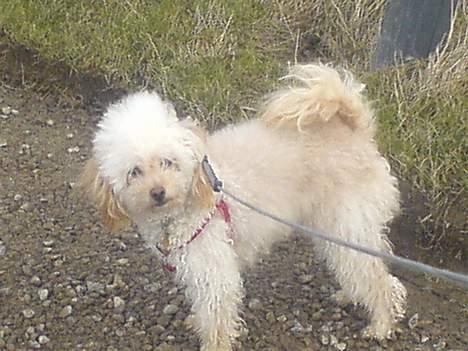 Mellempuddel Sille(solgt) - her er hun igen... billede 7