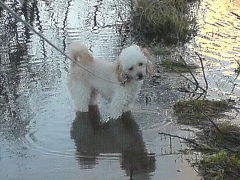 Mellempuddel Sille(solgt) - sille elsker vand. og et fodbad er vel altid skøn;) billede 8