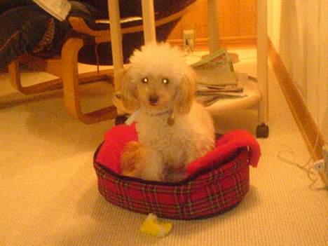 Mellempuddel Sille(solgt) - her har hun lige fået ny kurv som i kan se hun er meget stolt af;) billede 9