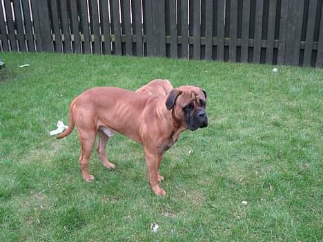 Bullmastiff Holger R.I.P. billede 9