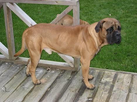 Bullmastiff Holger R.I.P. billede 10