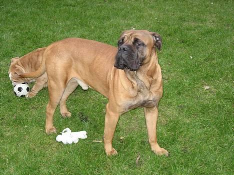 Bullmastiff Holger R.I.P. billede 11