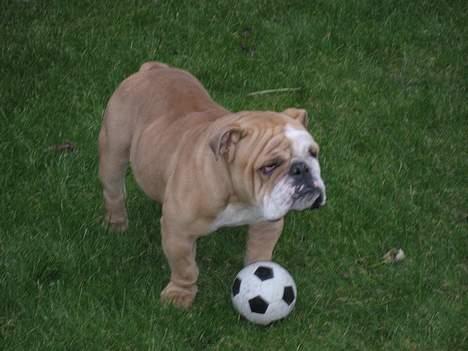 Engelsk bulldog Ib billede 9