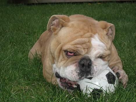 Engelsk bulldog Ib billede 10