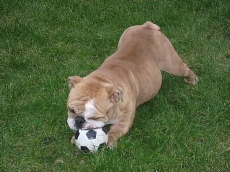 Engelsk bulldog Ib billede 11