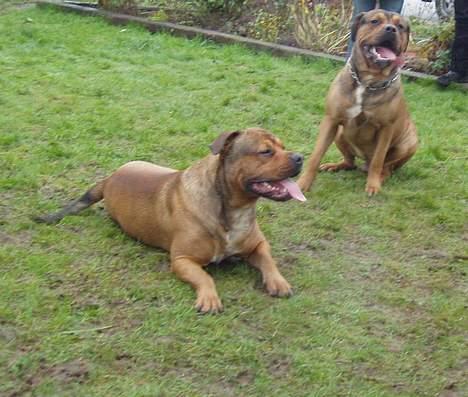 Blanding af racer Bazil - 12 mdr. - Timon i forgrunden Bazil bagerst billede 17