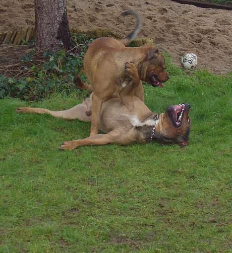 Blanding af racer Bazil - 12 mdr. Timon øverst, Bazil nederst billede 18