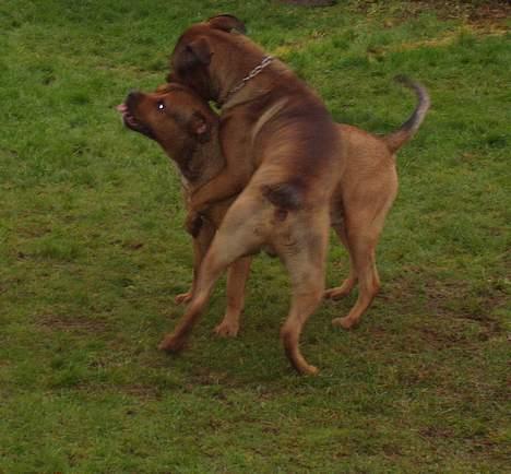 Blanding af racer Bazil - 12 mdr. Bazil med r..... til, Timon med siden til billede 19