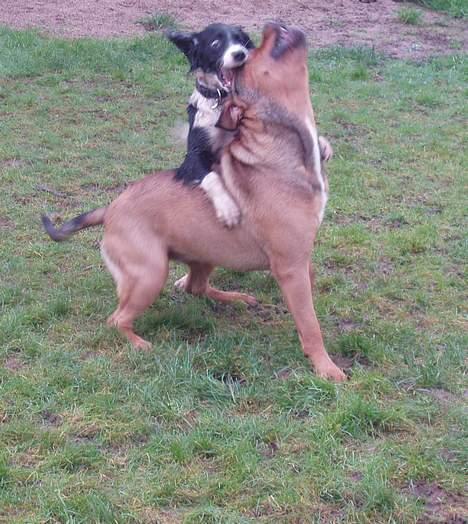 Blanding af racer Bazil - 13 mdr. Tico tæsker Bazil :-) billede 20