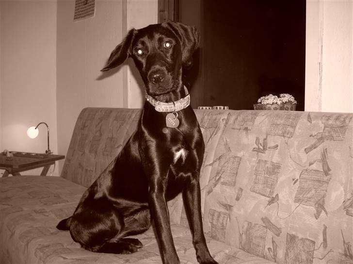 Blanding af racer Citta (Solgt) billede 1