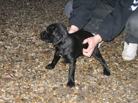 Blanding af racer Citta (Solgt) billede 2