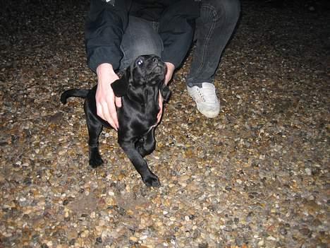 Blanding af racer Citta (Solgt) - Se hvor vaks jeg er.. billede 3