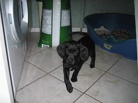 Blanding af racer Citta (Solgt) billede 4