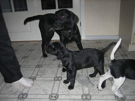 Blanding af racer Citta (Solgt) - Se hvor jeg ligner min mor ;) billede 5