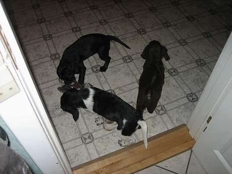 Blanding af racer Citta (Solgt) - leger med min bror og søster billede 6