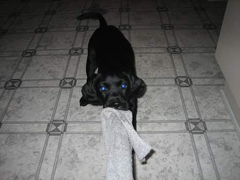 Blanding af racer Citta (Solgt) - Grraaa min sok... billede 7