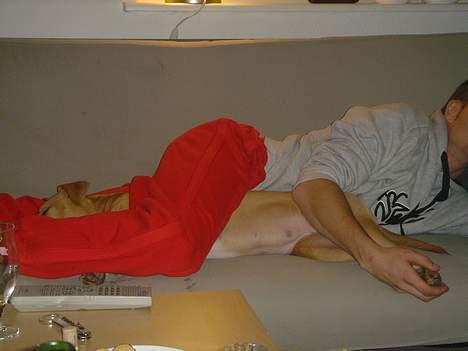 Amerikansk staffordshire terrier Nala billede 9