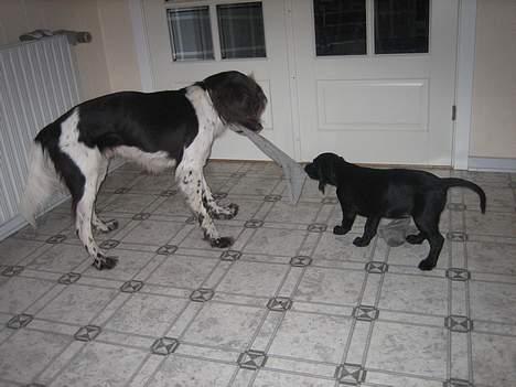 Blanding af racer Citta (Solgt) - Gi mig den far :) billede 8