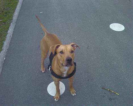 Blanding af racer Gucci R.I.P billede 6