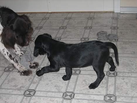 Blanding af racer Citta (Solgt) billede 9