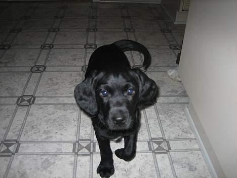 Blanding af racer Citta (Solgt) - Hej vil du mig noget ?? billede 10