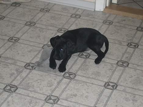 Blanding af racer Citta (Solgt) billede 11