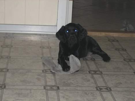 Blanding af racer Citta (Solgt) billede 12