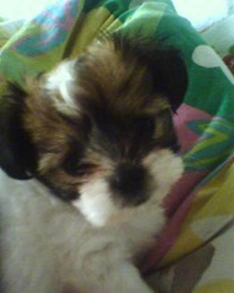 Blanding af racer Betty boop - Miin skaat <3  billede 2