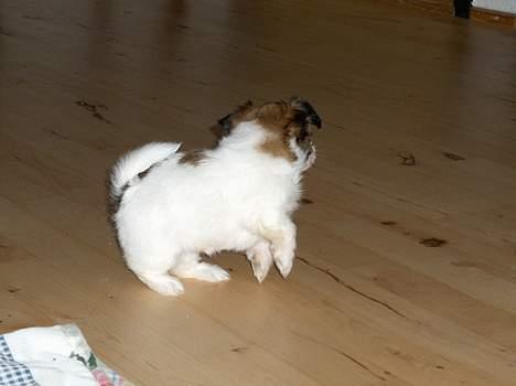 Blanding af racer Betty boop - uuh her er jeg i mit gamle hjem ;) billede 4