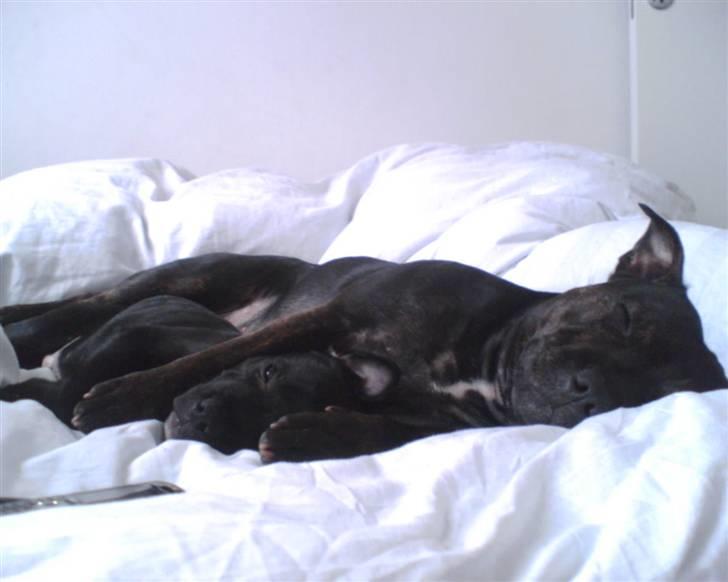 Staffordshire bull terrier Canaveral Port Erin RIP - Annie passer på Albert lige efter vi fik ham billede 3