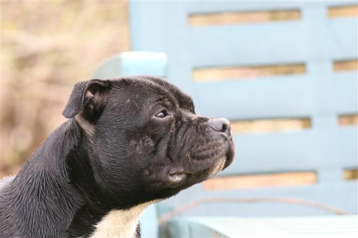 Staffordshire bull terrier Canaveral Port Erin RIP - 15/3-08 Alberts flotte hoved billede 4