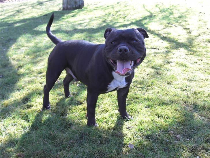 Staffordshire bull terrier Canaveral Port Erin RIP - Nyt, Albert 2 år billede 5