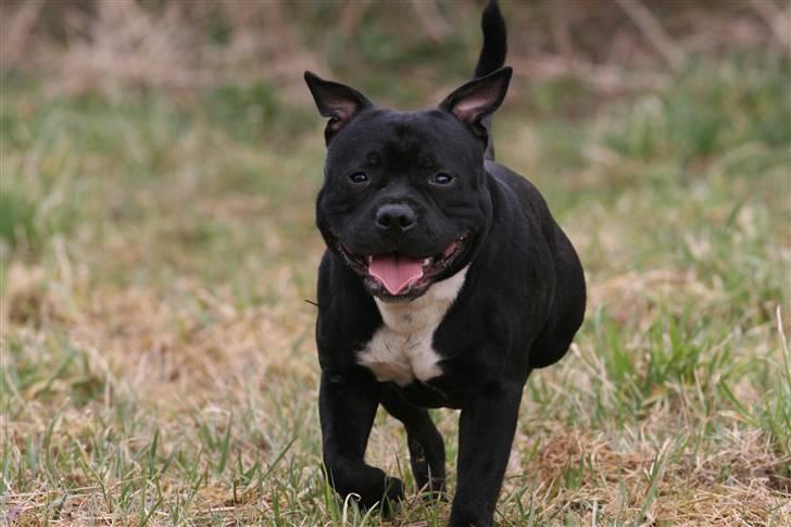 Staffordshire bull terrier Canaveral Port Erin RIP - 15/3-08 Fuld gallop billede 6