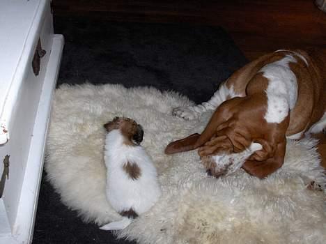 Blanding af racer Betty boop - min første leg med balder :P billede 5