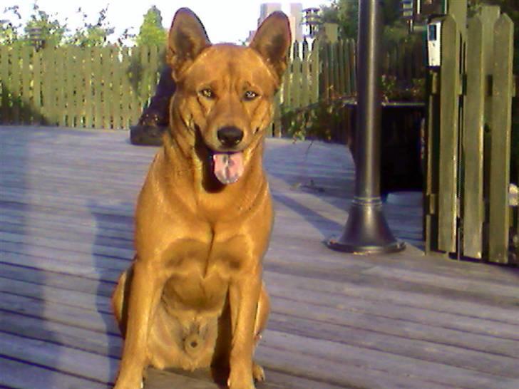 Blanding af racer thor - orv hvad var det mor.... billede 1