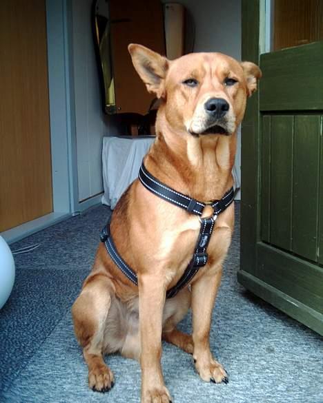 Blanding af racer thor - Ehemmmm.... altså jeg ville sætte pris på at du fjernede det kamera mor....  billede 2