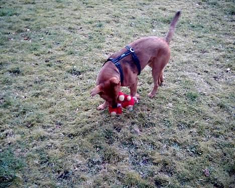 Blanding af racer thor - Overmander lynhurtigt en bamse. billede 3