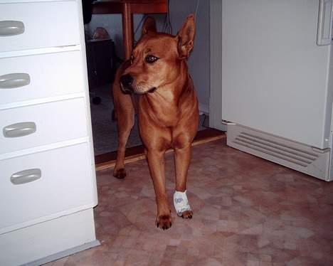 Blanding af racer thor - Ja sådan kan det jo gå, når man skal spille smart i skoven. :O) billede 5