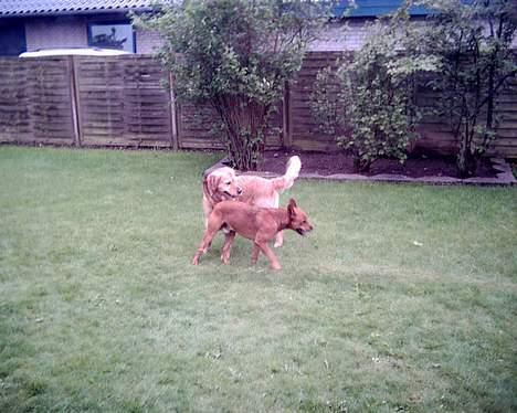 Blanding af racer thor - Her har han så lige et øjeblik med sin gode ven. billede 6
