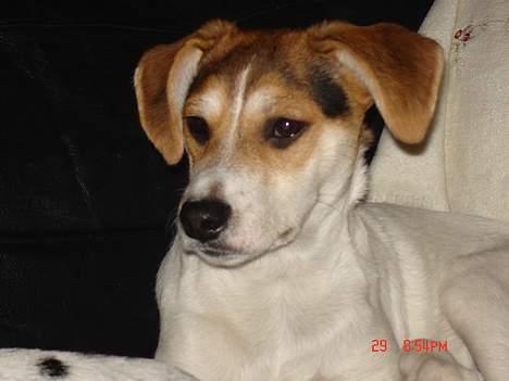 Dansk svensk gaardhund Awesome Joey - Sådan ser jeg ud nu - super lækker hvis jeg selv ska sige det:) billede 17