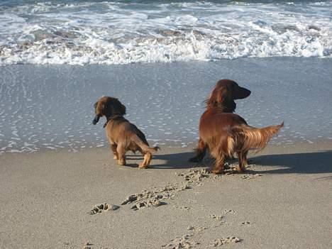 Dværggravhund Molly - Hyggetur ved vandet... billede 16