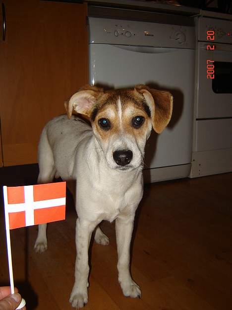Dansk svensk gaardhund Awesome Joey - 6 måneders føsdag - 11,2 kg billede 18