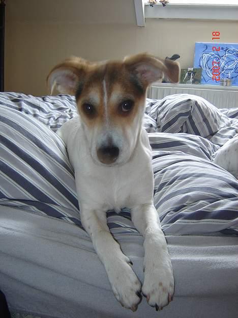 Dansk svensk gaardhund Awesome Joey - Lige vågnet efter en dejlig lur i min mors seng! billede 19