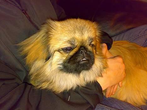 Pekingeser Kira billede 18