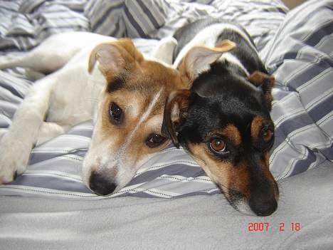 Dansk svensk gaardhund Awesome Spunk - Hyggestund i sengen:) billede 17